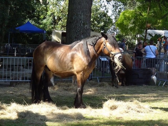 fete ane 2018 (47).JPG